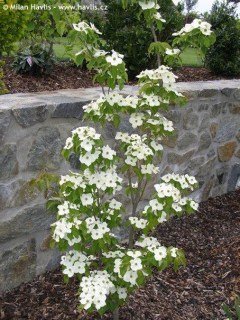 Cornus_kousa_Teutonia_02