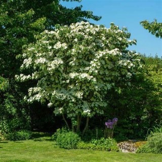 Cornus_kousa_Teutonia_03