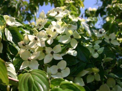 Дерен коуза Тевтонія (Cornus kousa Teutonia)
