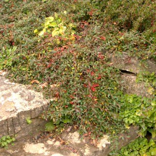 Cotoneaster_salicifolius_Parkteppich_02
