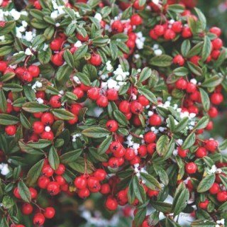 Cotoneaster_salicifolius_Parkteppich_0