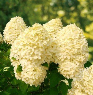 Гортензія волотиста Коттон Крем (Cotton Cream) 