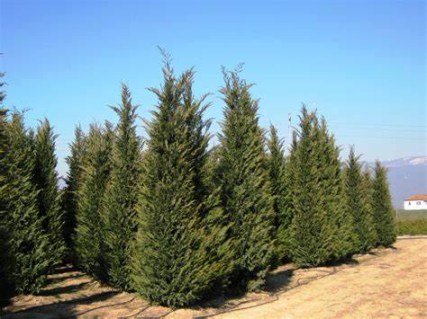 Cupressocyparis-leylandii-01