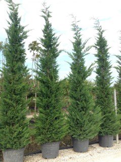 Купрессоципарис Лейланда (Leilandi)