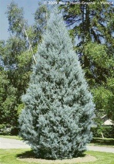 Кипарис (купресоципарис) аризонський Фастігата (Cupressocyparis Arizonica fastigiata)