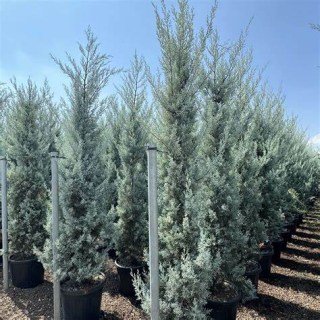 Кипарис (купресоципарис) аризонський Фастігата (Cupressocyparis Arizonica fastigiata)