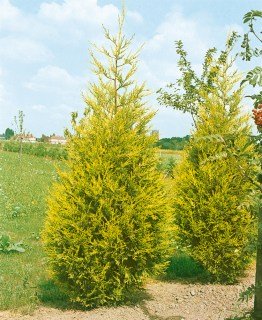 Купрессоципарис Лейланда Голд Райдер