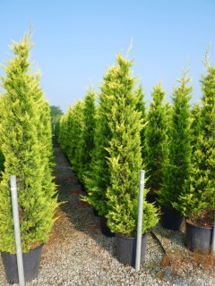 Cupressocyparis_leylandii_Gold_Rider-04