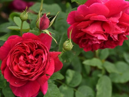 Троянда англійська Ел. Ді. Брейтуейт (Leonard Dudley Braithwaite, L.D. Braithwaite) [контейнер 2л.]