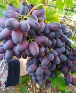 Виноград Дамаська красуня