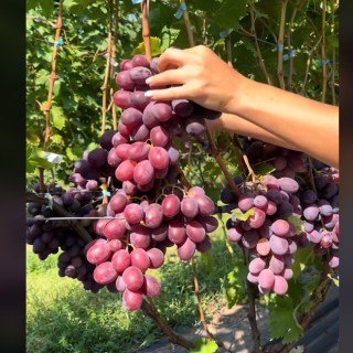 Damasskaya Krasavitsa-03