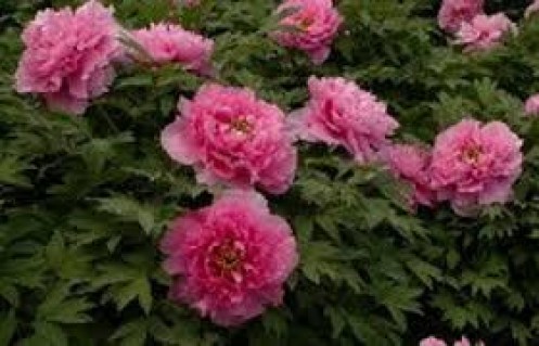 Drevovidnyiy-pion-Ying-Ri-Hong-Red-Welcoming-the-Sun