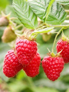 Малина Маравилла (Maravilla, Driscoll Maravilla) ремонтантна