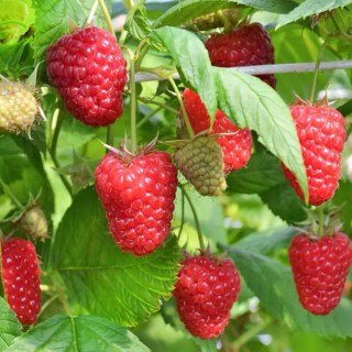 Driscoll-Maravilla-04