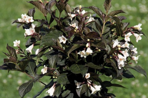 Вейгела квітуча Ебоні енд Айворі (Ebony and Ivory)