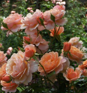 Троянда англійська Елізабет Стюарт (Elizabeth Stuart) [контейнер 2л.]