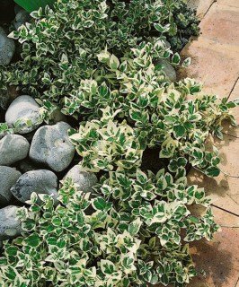 Бруслина Форчуна Емеральд Гаєті (Emerald Gaiety) [контейнер p9 (0.5л.)]