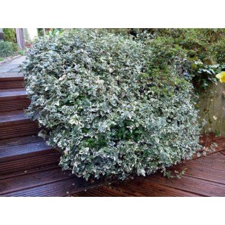 Euonymus-fortunei-Silver-Queen-03