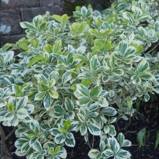 Бруслина японська Альбомаргінатус (Euonymus japonicus Albomarginatus) [касета 50мл.]