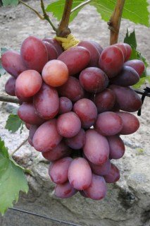 Виноград Фаєтон
