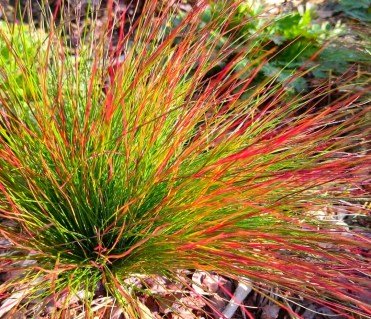 Вівсяниця блакитна або сиза Валберла (Festuca Walberla)
