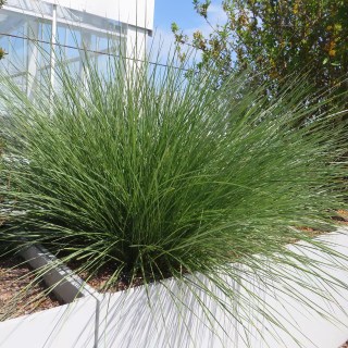 Festuca_Walberla_04