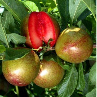 Плуот Флавор Супрім (Flavor Supreme) (гібрид абрикоса та сливи) [2-річна з відкритим коренем]