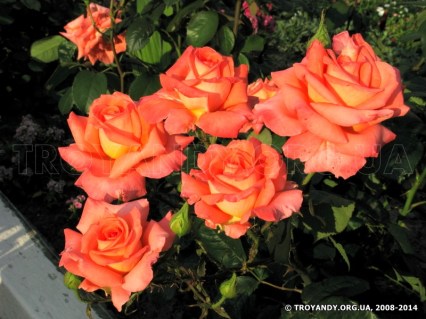 Троянда Фольклор