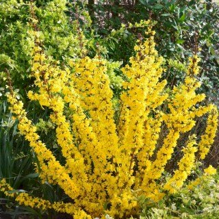 Форзиція Микадо (Mikador) [2-річна з відкритим коренем]