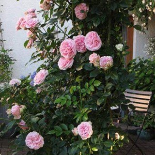 Троянда плетиста Джардіна (Giardina)