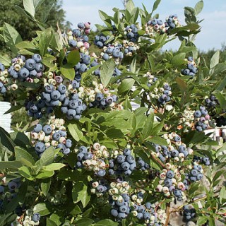 Golubika-vysokoroslaya-Patriot