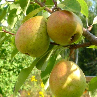 Груша Царська [2-річна з відкритим коренем]