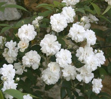 Троянда мускусна Гірлянд де Амур (Guirlande d'Amour)