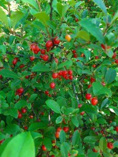 Гумі Крильон [2-річний в контейнері]