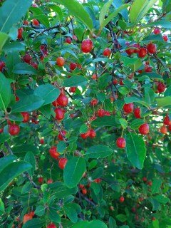 Гумі Монерон [2-річний в контейнері]