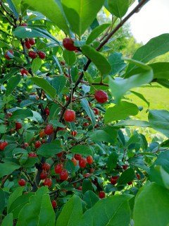 Гумі Сахалінський