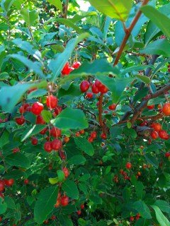 Гумі сорт Урожайний Вавілова