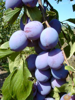 Слива Ханіта [2-річна з відкритим коренем]