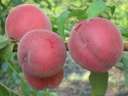 Персик Харбінгер (Harbinger) [1-річний з відкритим коренем]