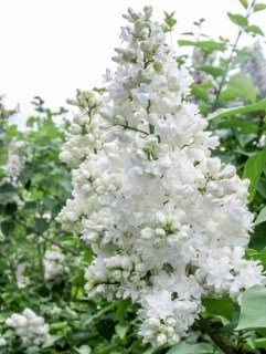 Бузок Сувенір Аліси Хардінг [2-річний в контейнері]