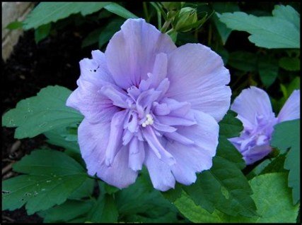 Гібіскус сірійський Блю Шифон (Blue Chiffon)