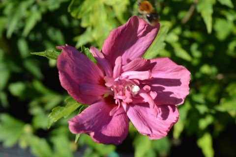 Hibiscus_Syriacus_Freedom_4