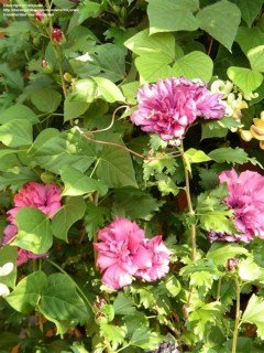 Hibiscus_Syriacus_Freedom_5