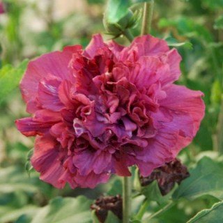 Гібіскус сирійський Фрідом (Freedom)