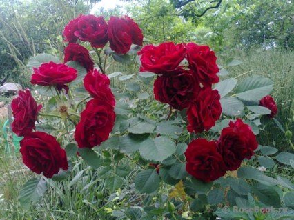 Троянда канадська Хоуп фо Хюманіті (Hope for Humanity) [контейнер 2л.]