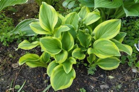 Hosta_fortunei_Golden_Tiara_01