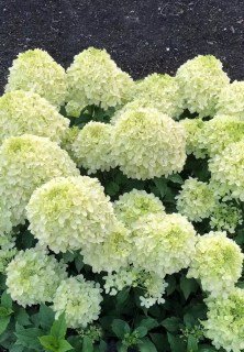 Гортензія волотиста Living Summer Breeze