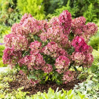 Гортензія волотиста Петіт Стар (Petite Star)