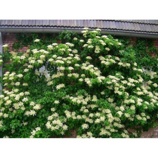 Hydrangea-anomala-Petiolaris