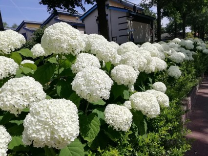 Гортензія деревоподібна Стронг Анабель (Hydrangea arborescens Strong Annabelle) 